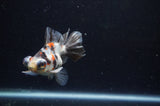 Butterfly  Calico 3.5 Inch (ID#228B8b-49) Free2Day SHIPPING