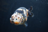 Milk Cow Ranchu  Calico 4.5 Inch (ID#1227R10c-88) Free2Day SHIPPING