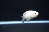 Baby Ranchu  Calico 2.5 Inch (ID#1112R9c-38) Free2Day SHIPPING