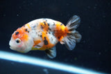 Ranchu  Calico 3.5 Inch (ID#1008R5c-81) Free2Day SHIPPING