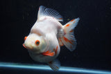 Giant Ryukin  Red White 6 Inch (ID#1220Ry7a-95)