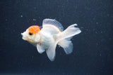 Baby Thai Oranda  Tricolor 3 Inch (ID#1015ToPTA-42) Free2Day SHIPPING