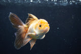 Juvenile Thai Oranda  Tricolor 4 Inch (ID#404T13b-64) Free2Day SHIPPING