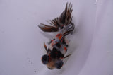 Butterfly  Calico 3.5 Inch (ID#228B8b-49) Free2Day SHIPPING