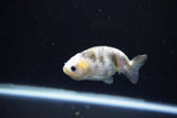 Baby Ranchu  Calico 2.5 Inch (ID#1112R9c-38) Free2Day SHIPPING