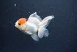 Baby Thai Oranda  Tricolor 3 Inch (ID#1015ToPTA-42) Free2Day SHIPPING