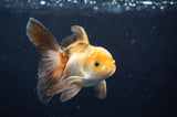 Juvenile Thai Oranda  Tricolor 4 Inch (ID#404T13b-64) Free2Day SHIPPING