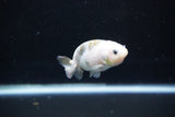 Baby Ranchu  Calico 2.5 Inch (ID#1112R9c-38) Free2Day SHIPPING