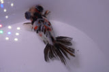 Butterfly  Calico 3.5 Inch (ID#228B8b-49) Free2Day SHIPPING