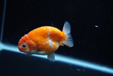 Ranchu  Sakura 2.5 Inch (ID#1008R5c-82) Free2Day SHIPPING