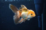 Juvenile Thai Oranda  Tricolor 4 Inch (ID#404T13b-64) Free2Day SHIPPING