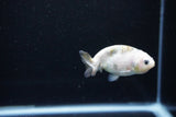 Baby Ranchu  Calico 2.5 Inch (ID#1112R9c-38) Free2Day SHIPPING