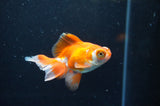 Butterfly  Red White 3.5 Inch (ID#328B8b-42) Free2Day SHIPPING