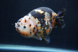 Milk Cow Ranchu  Calico 4.5 Inch (ID#1227R10c-88) Free2Day SHIPPING