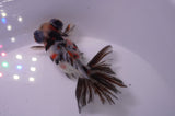 Butterfly  Calico 3.5 Inch (ID#228B8b-49) Free2Day SHIPPING