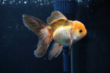 Juvenile Thai Oranda  Tricolor 4 Inch (ID#404T13b-64) Free2Day SHIPPING