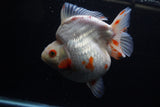 Giant Ryukin  Red White 6 Inch (ID#1220Ry7a-95)