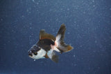 Baby Thai Oranda  Panda 2.5 Inch (ID#1015ToPTA-43) Free2Day SHIPPING