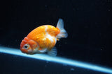 Ranchu  Sakura 2.5 Inch (ID#1008R5c-82) Free2Day SHIPPING