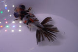 Butterfly  Calico 3.5 Inch (ID#228B8b-49) Free2Day SHIPPING