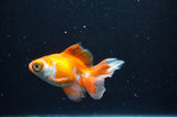 Butterfly  Red White 3.5 Inch (ID#328B8b-42) Free2Day SHIPPING