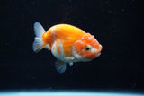 Ranchu  Sakura 2.5 Inch (ID#1008R5c-82) Free2Day SHIPPING