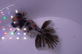 Butterfly  Calico 3.5 Inch (ID#228B8b-49) Free2Day SHIPPING