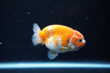 Ranchu  Sakura 2.5 Inch (ID#1008R5c-82) Free2Day SHIPPING