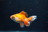 Butterfly  Red White 3.5 Inch (ID#328B8b-42) Free2Day SHIPPING