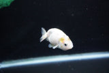 Baby Ranchu  Calico 2.5 Inch (ID#1112R9c-39) Free2Day SHIPPING