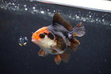 Juvenile Thai Oranda  Tricolor 3 Inch (ID#404T13b-65) Free2Day SHIPPING