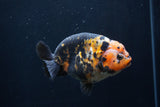 Milk Cow Ranchu  Calico 4.5 Inch (ID#1227R10c-89) Free2Day SHIPPING