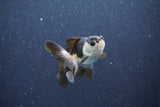 Baby Thai Oranda  Panda 2.5 Inch (ID#1015ToPTA-43) Free2Day SHIPPING