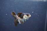 Baby Thai Oranda  Panda 2.5 Inch (ID#1015ToPTA-43) Free2Day SHIPPING