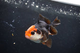 Juvenile Thai Oranda  Tricolor 3 Inch (ID#404T13b-65) Free2Day SHIPPING