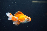 Butterfly  Red White 3.5 Inch (ID#328B8b-42) Free2Day SHIPPING