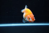 Ranchu  Sakura 2.5 Inch (ID#1008R5c-82) Free2Day SHIPPING