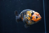 Milk Cow Ranchu  Calico 4.5 Inch (ID#1227R10c-89) Free2Day SHIPPING