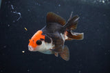 Juvenile Thai Oranda  Tricolor 3 Inch (ID#404T13b-65) Free2Day SHIPPING