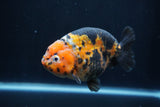 Milk Cow Ranchu  Calico 4.5 Inch (ID#1227R10c-89) Free2Day SHIPPING