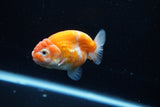 Ranchu  Sakura 2.5 Inch (ID#1008R5c-82) Free2Day SHIPPING