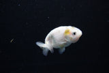 Baby Ranchu  Calico 2.5 Inch (ID#1112R9c-39) Free2Day SHIPPING