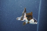 Baby Thai Oranda  Panda 2.5 Inch (ID#1015ToPTA-43) Free2Day SHIPPING