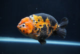 Milk Cow Ranchu  Calico 4.5 Inch (ID#1227R10c-89) Free2Day SHIPPING