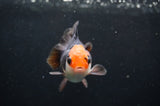 Juvenile Thai Oranda  Tricolor 3 Inch (ID#404T13b-65) Free2Day SHIPPING