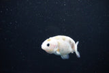 Baby Ranchu  Calico 2.5 Inch (ID#1112R9c-39) Free2Day SHIPPING