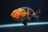 Milk Cow Ranchu  Calico 4.5 Inch (ID#1227R10c-89) Free2Day SHIPPING