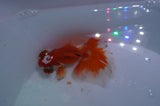 Butterfly  Red White 3.5 Inch (ID#328B8b-42) Free2Day SHIPPING