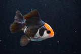 Juvenile Thai Oranda  Tricolor 3 Inch (ID#404T13b-65) Free2Day SHIPPING