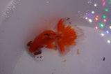 Butterfly  Red White 3.5 Inch (ID#328B8b-42) Free2Day SHIPPING